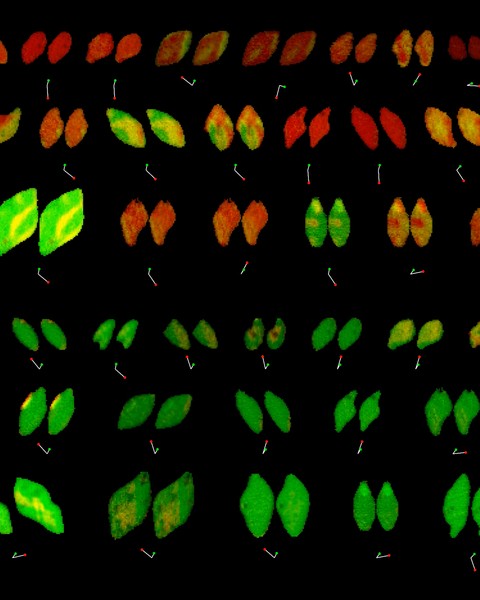Seven rows of paired almond-shaped objects are colored red, green, and yellow. Each pair is very similar to each other.